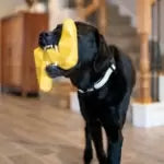 Zippy Paws ZippyTuff+ Lightning Bolt Dog Toys