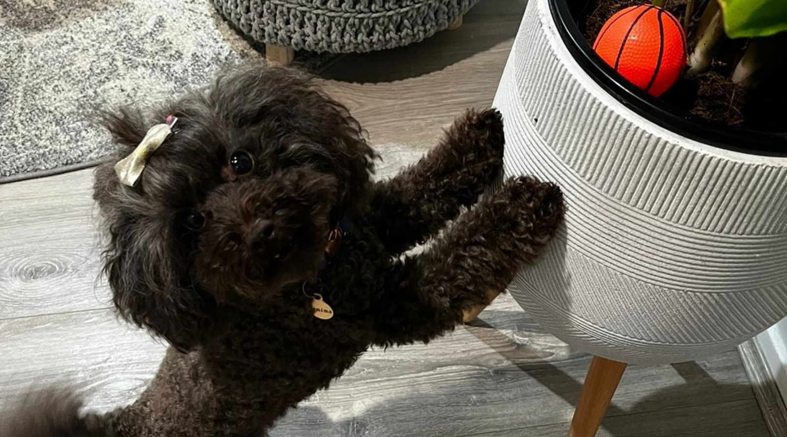 5 Fun games for your dogs