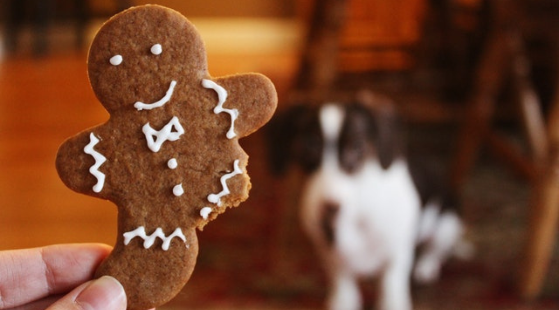 Dangers of Chocolate to Dogs