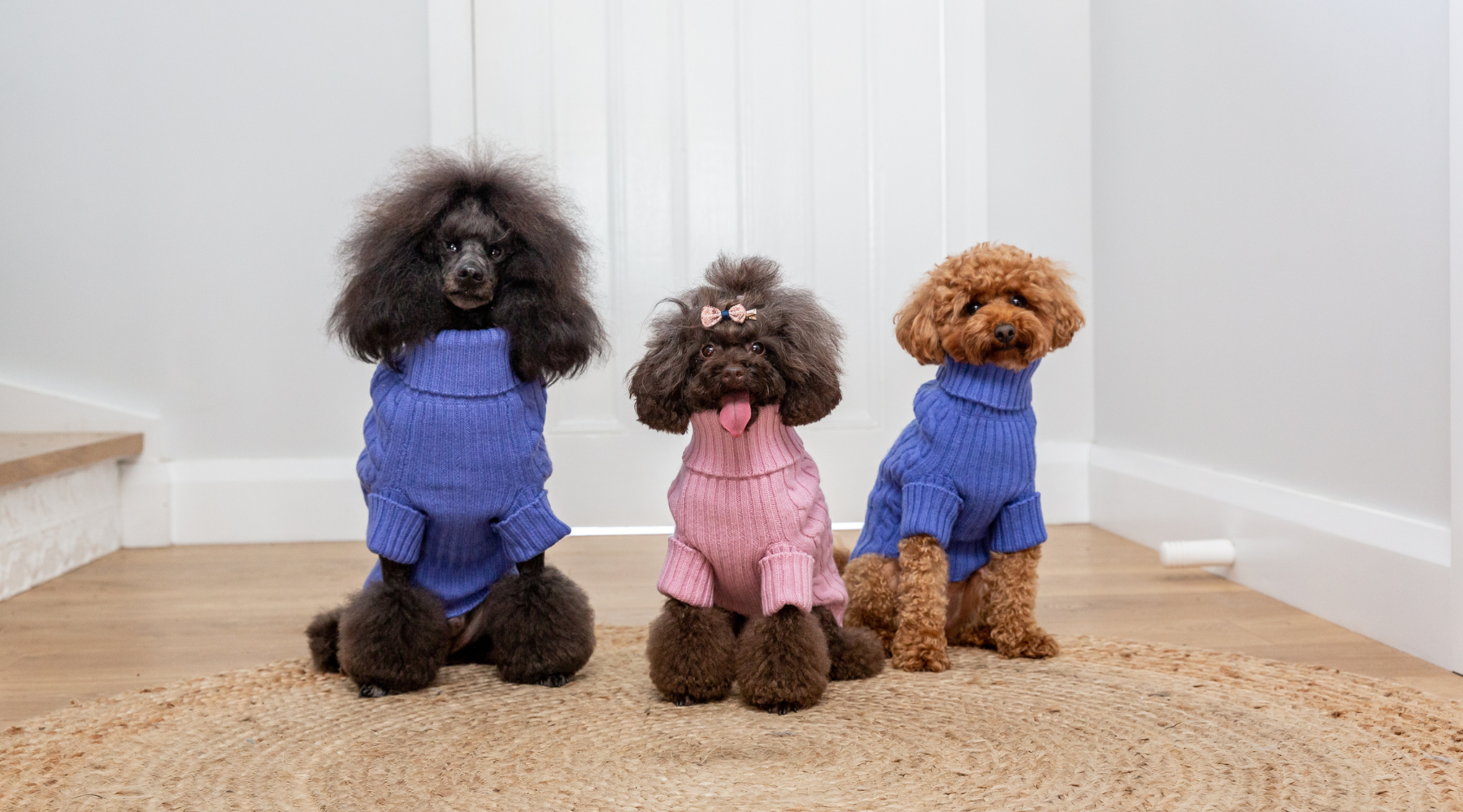 three dogs dressed in Fetching Ware Jumpers / Sweaters