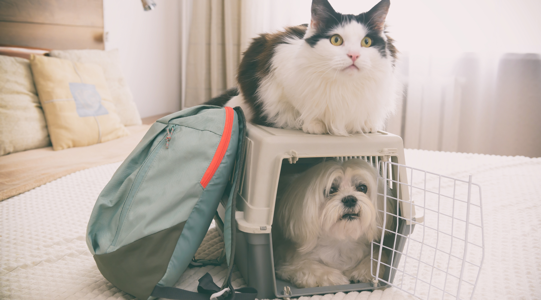 Essential Travel Tips for Your Furry Friends