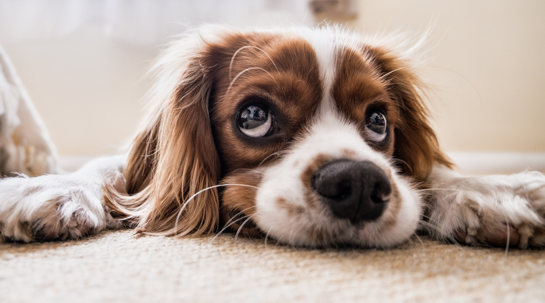 Understanding Your Dog’s Body Language: What Is Your Dog Telling You?