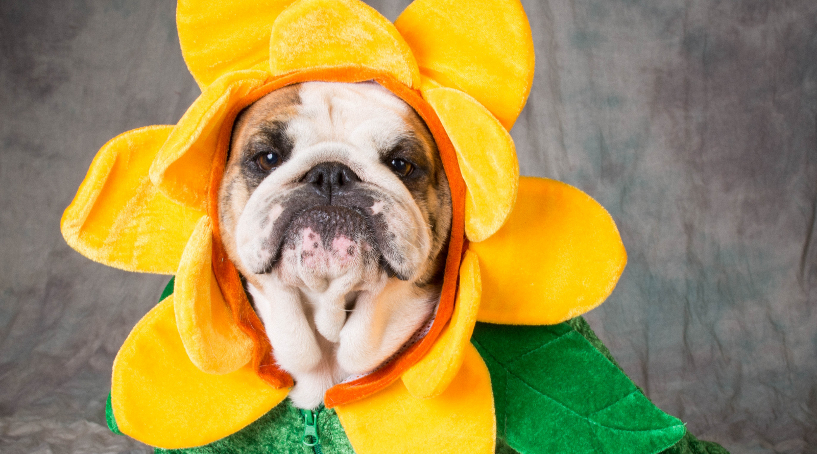 three dogs dressed in Fetching Ware Jumpers / Sweaters