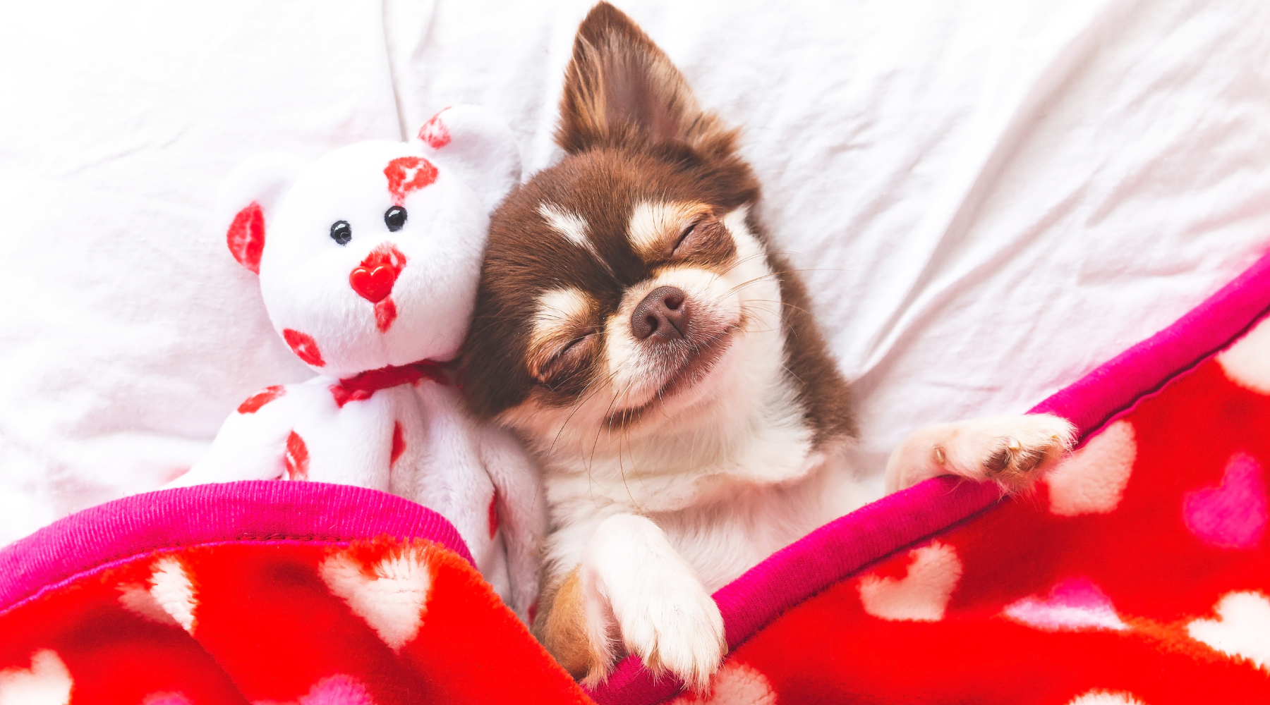 The Best Dog Toys by Personality: From Cuddly to Chewy