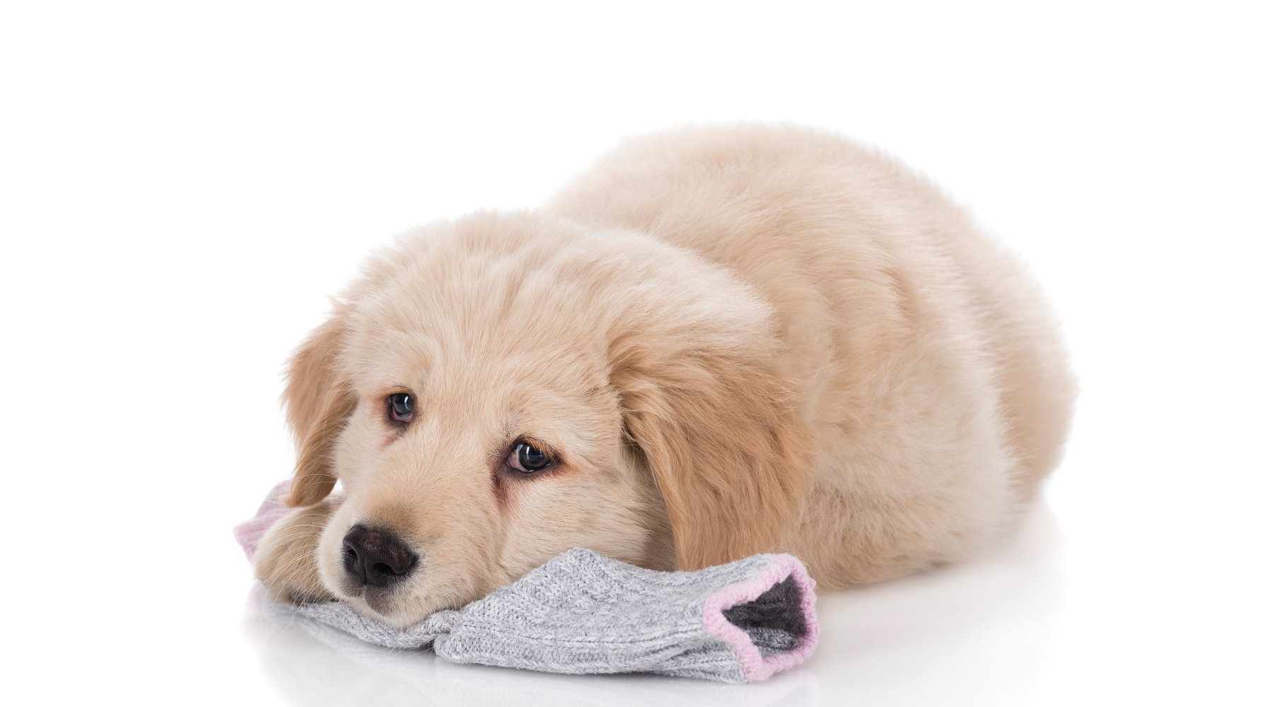 Remembering the Lost: Celebrating National Lost Sock Memorial Day with Your Dog