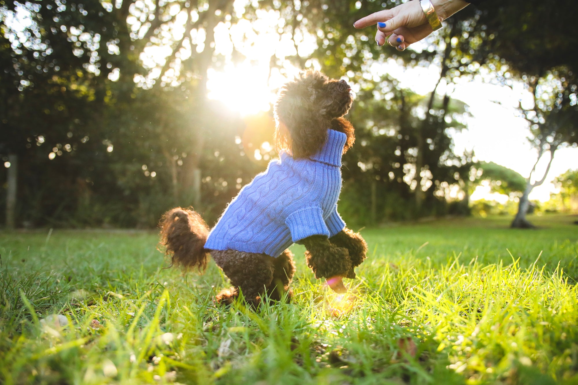 Beautiful Dog Playing on a cold winter day in a Fetching Ware Jumper / Sweater