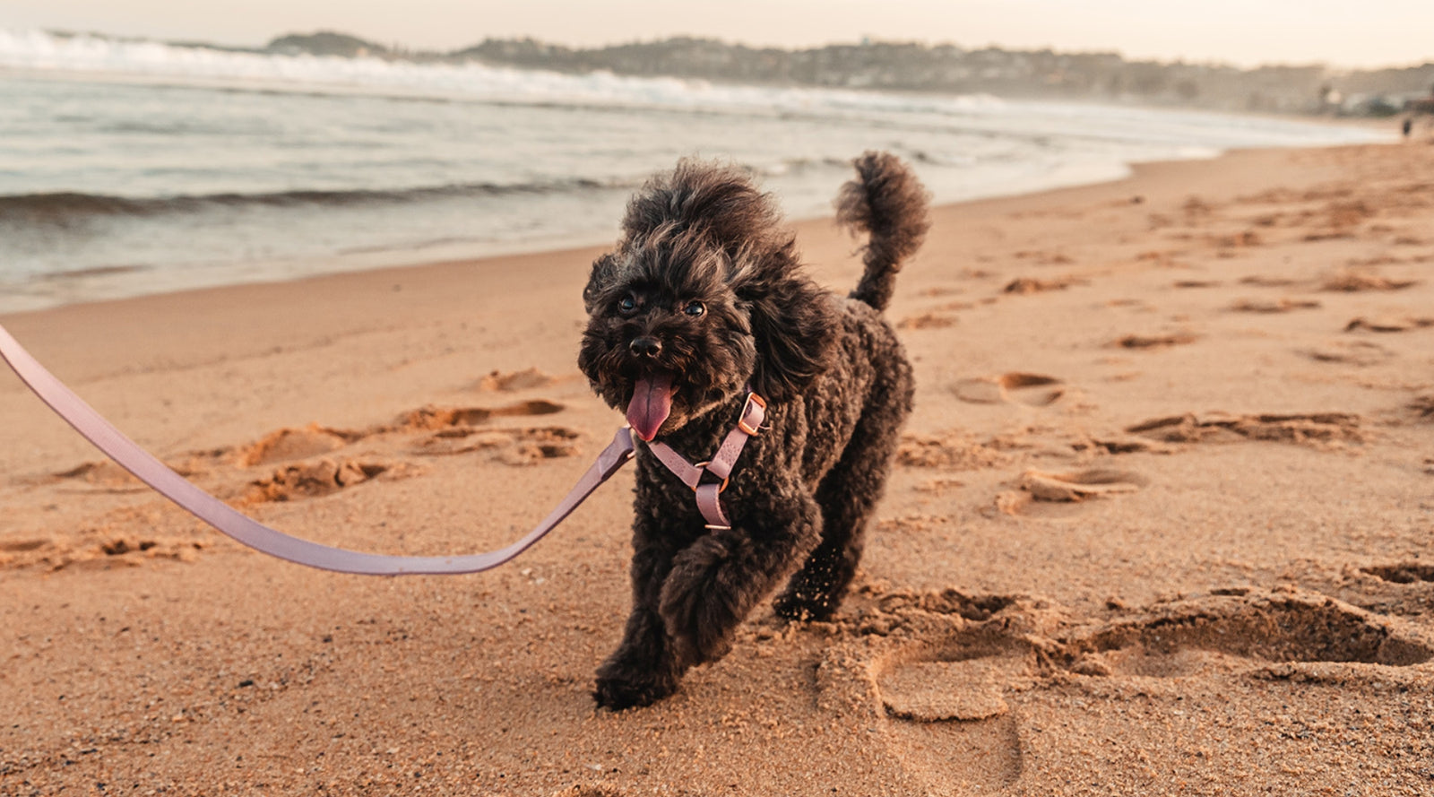 Beach dog online names