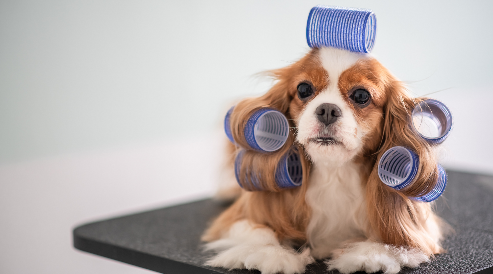 Pet Grooming and Hygiene: A Guide to Keeping Your Furry Friend Fresh a - Fetching Ware