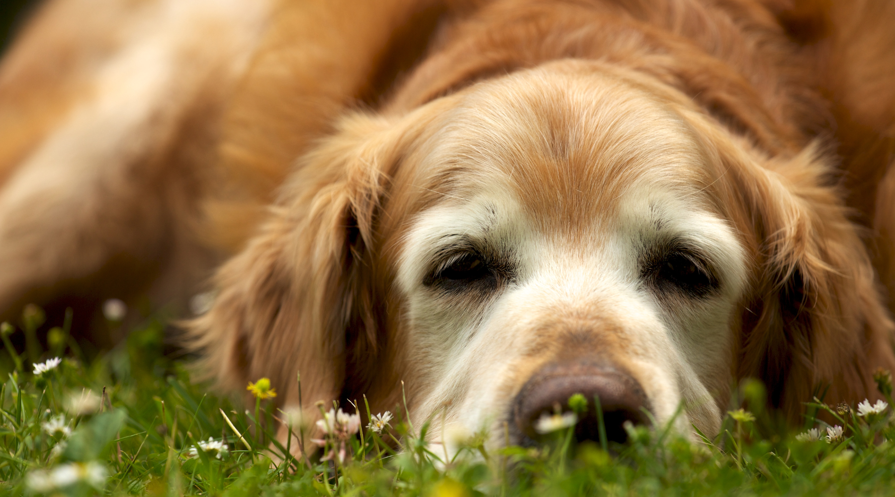Caring for Aging Pets: A Loving Journey of Health, Comfort, and Companionship