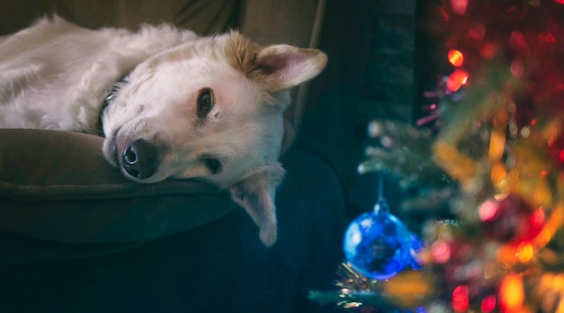 How to deal with your dogs during holiday stress