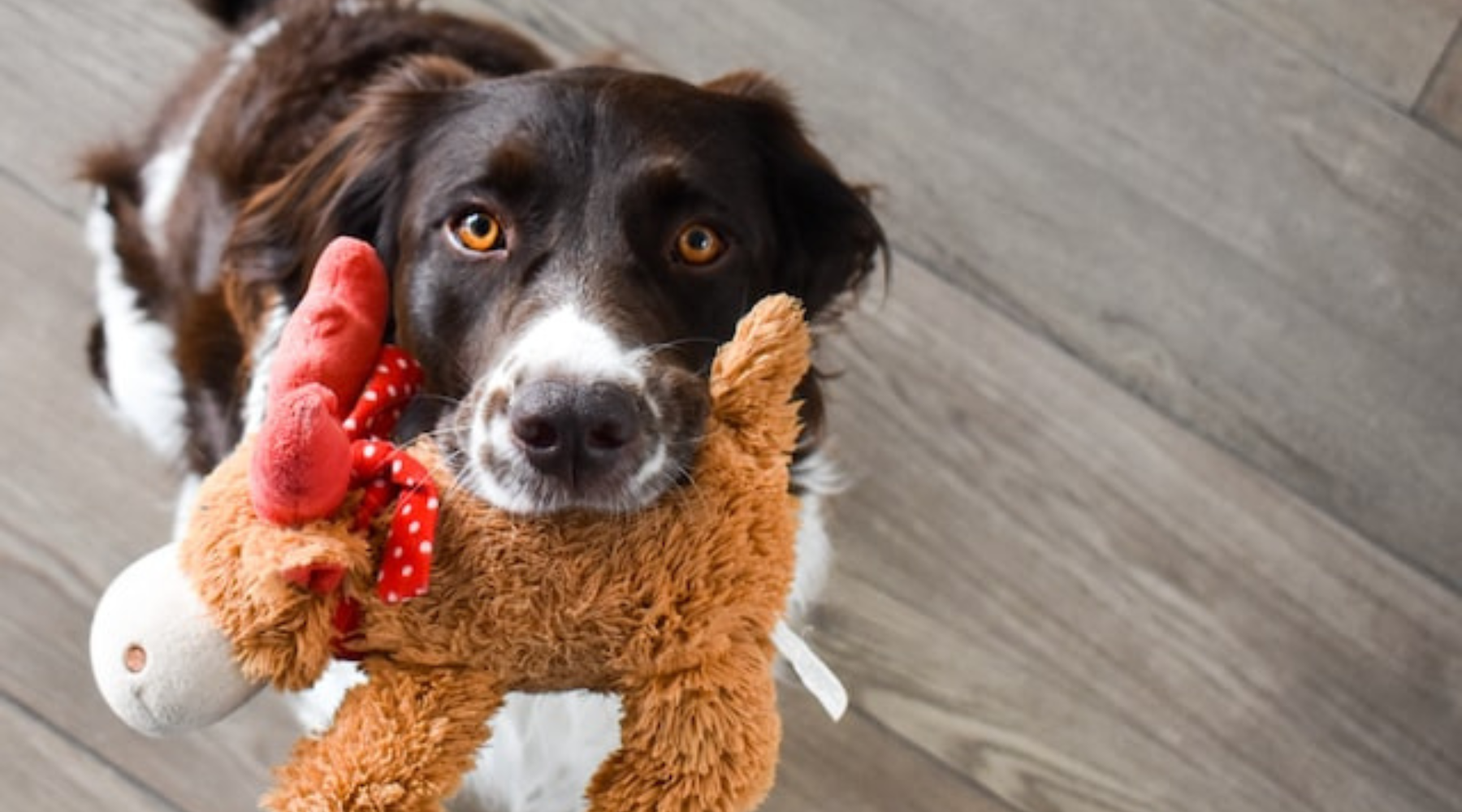 Choose the right toy for your pet
