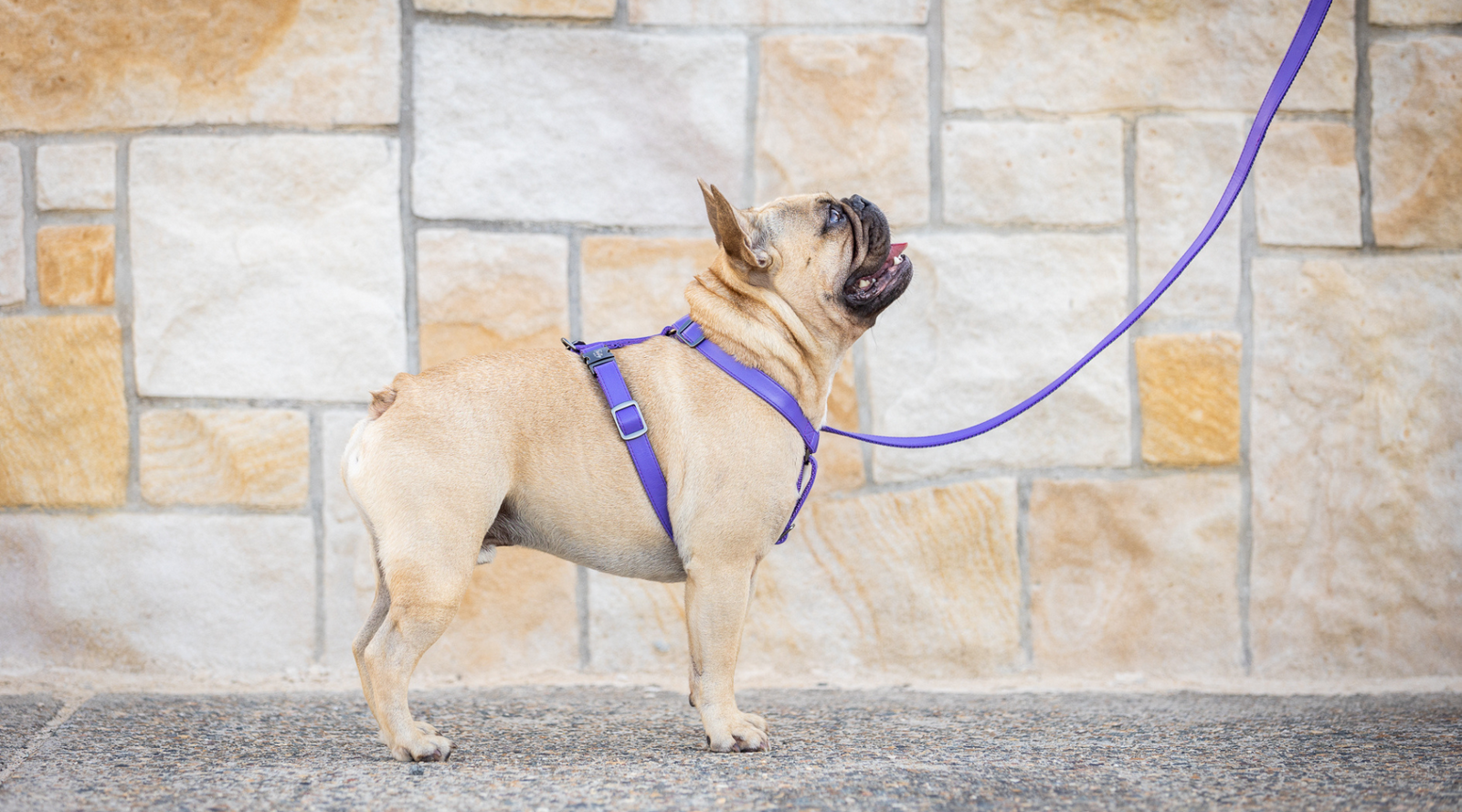 Dog in an adjustable harness from Fetching Ware