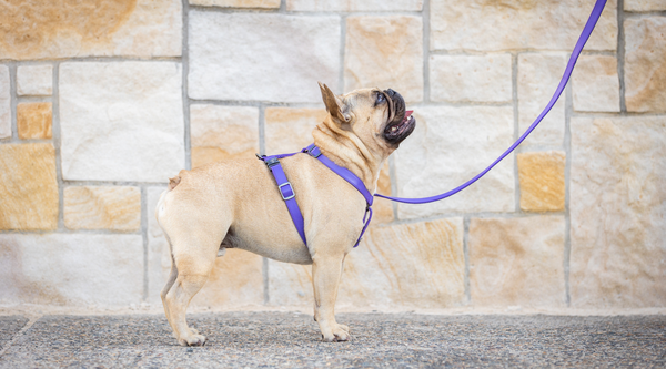 Do you need to train your dog? - Fetching Ware