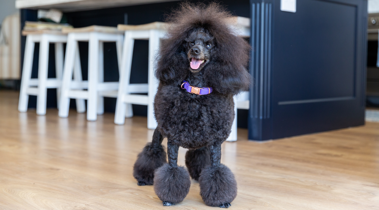 How Bringing Your Pet To Work Can Increase Your Productivity and Morale