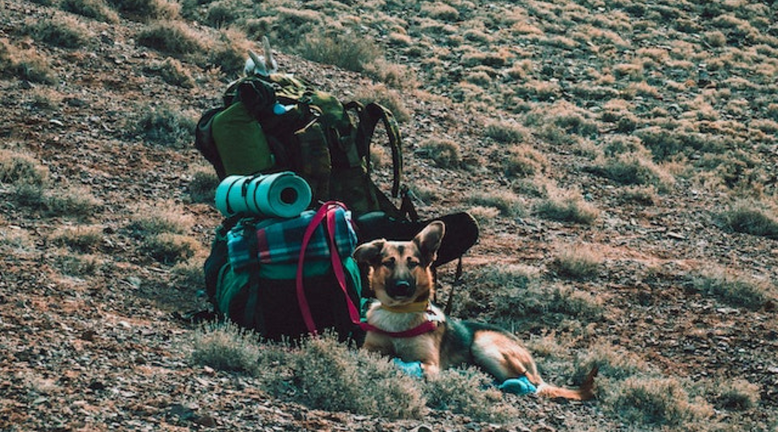 Outdoor travel with your dog