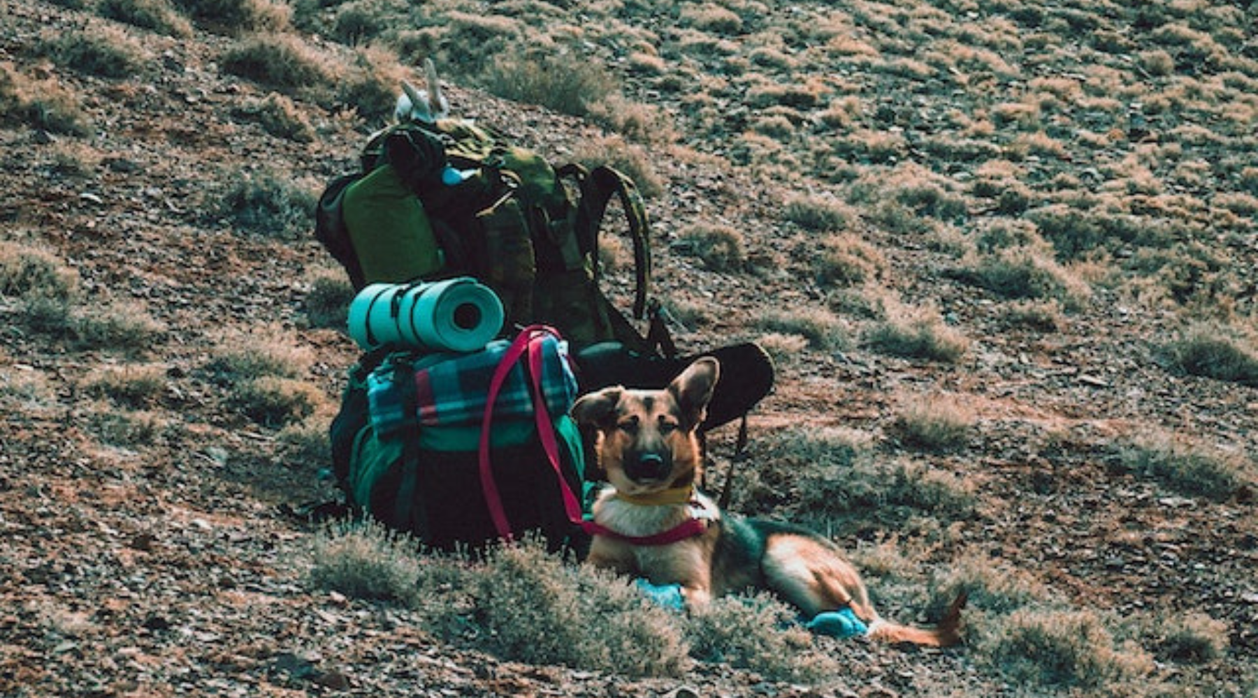 Outdoor travel with your dog