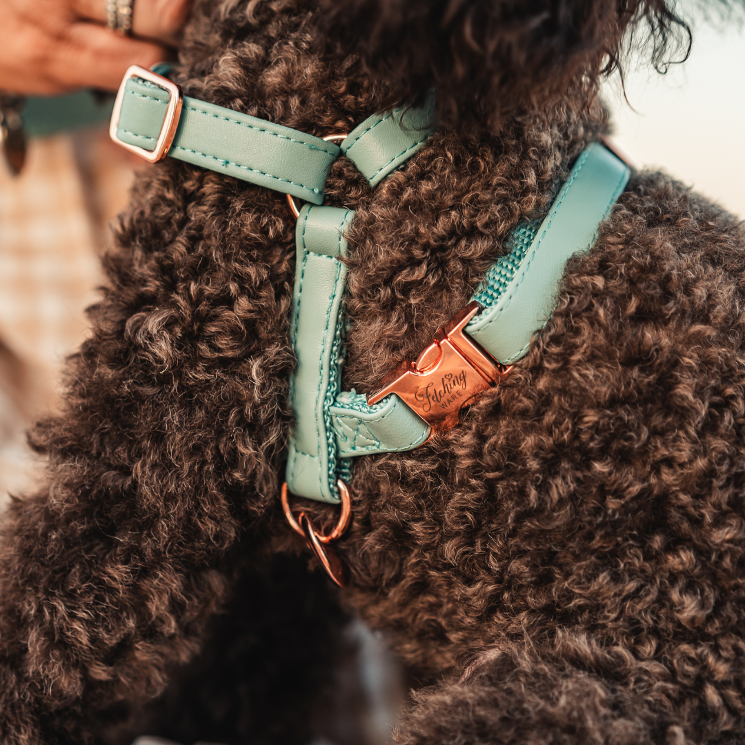 Adjustable Dog Harness for both big and little dogs