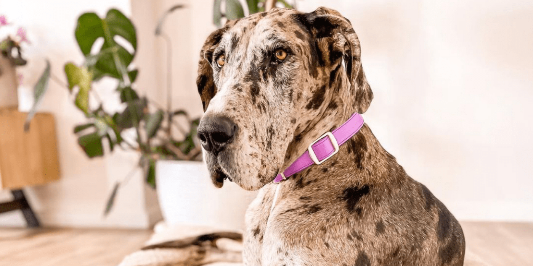 A big dog lying down in a classy dog collar in rose gold hardware from Fetching Ware in Australia..