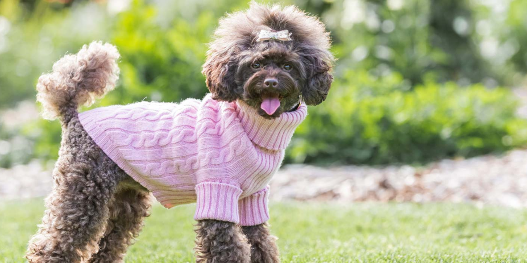 Cute dog in pink dog jumper from Fetching Ware