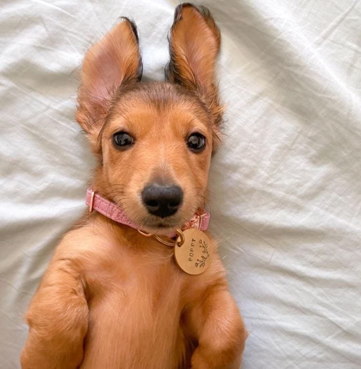 A Cute puppy on its back wearing a rose gold dog collar in pink from Fetching Ware.