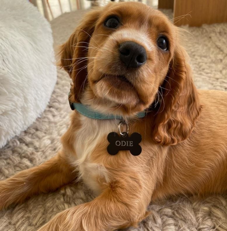 Huge Range of Pet ID Tags