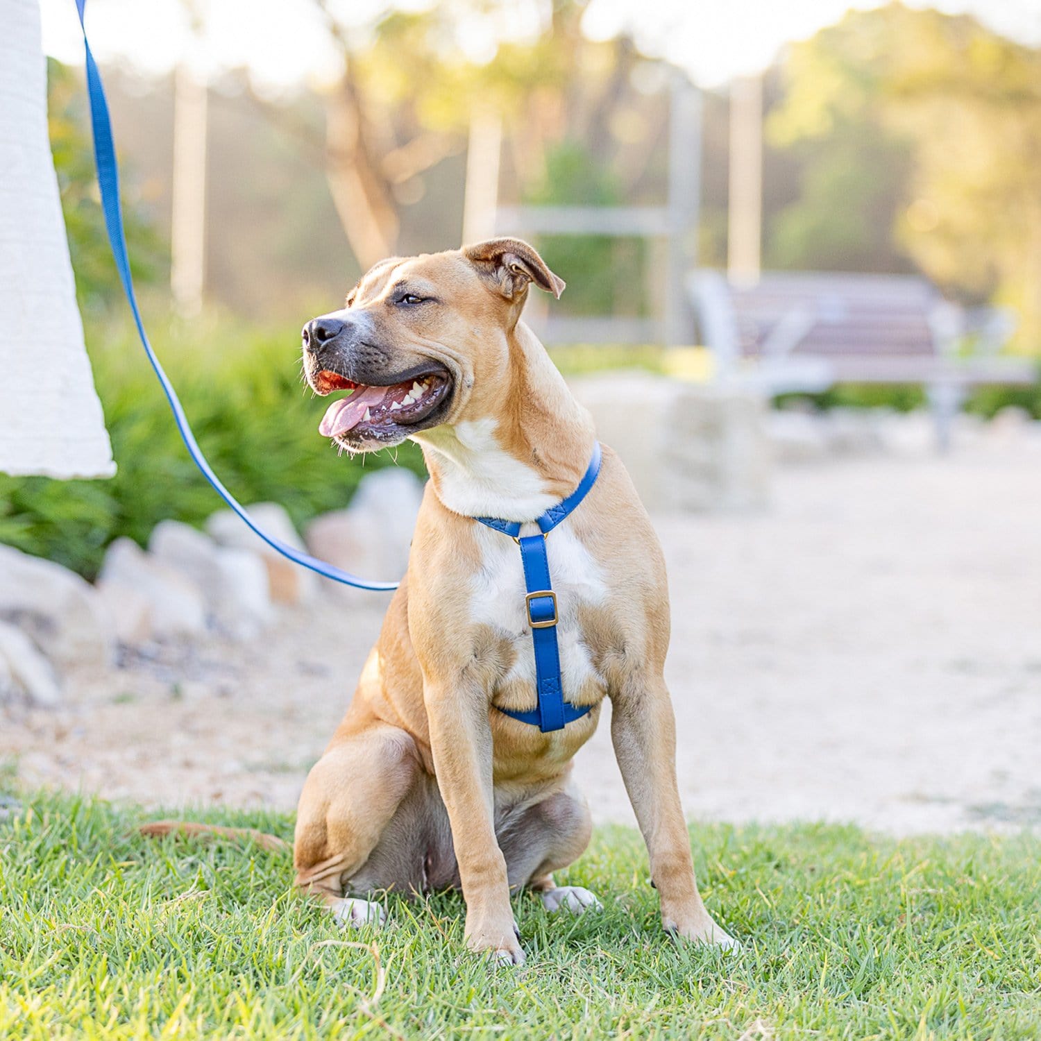 Fetching Ware Glacier Blue Harness Harness