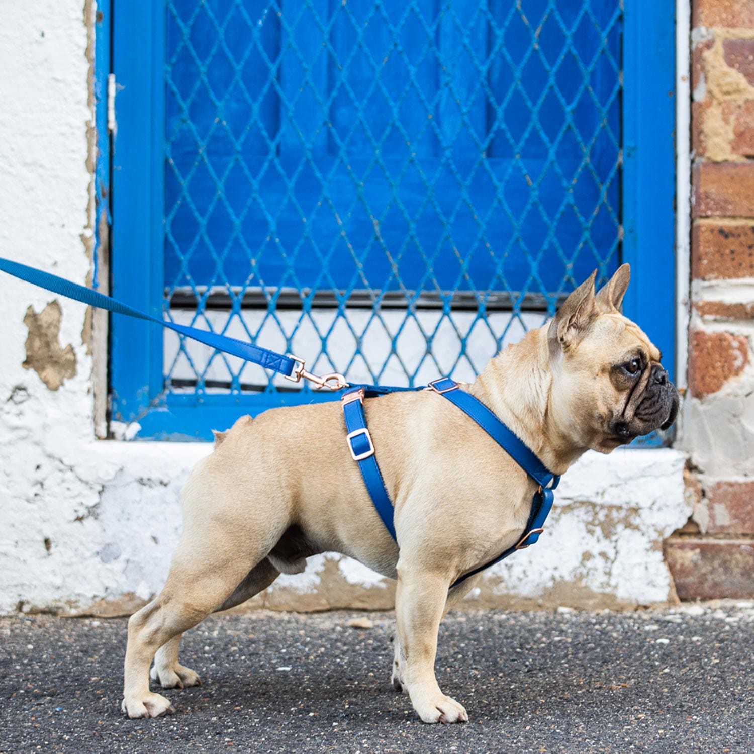 Fetching Ware Glacier Blue Harness Harness