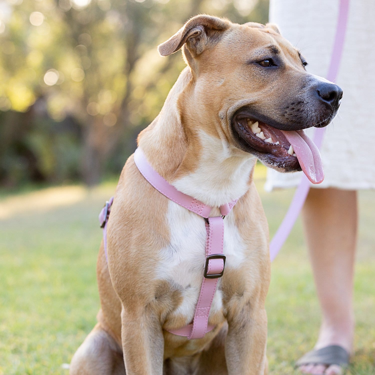 Fetching Ware Rosa in Gunmetal Harness Harness