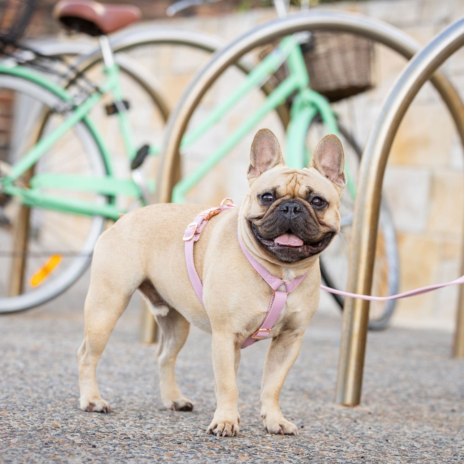 Fetching Ware Rosa in Rose Gold Harness Harness