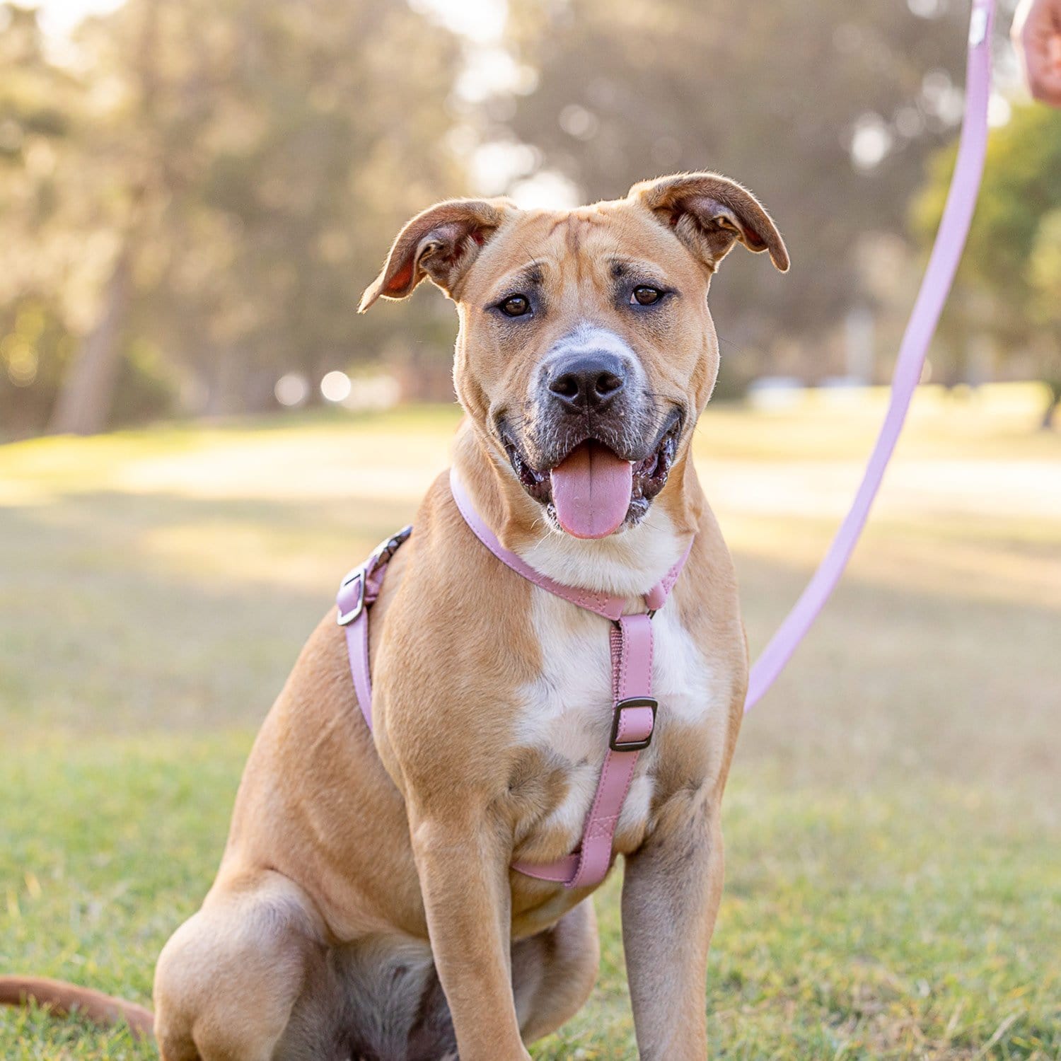 Fetching Ware Rosa in Rose Gold Harness Harness