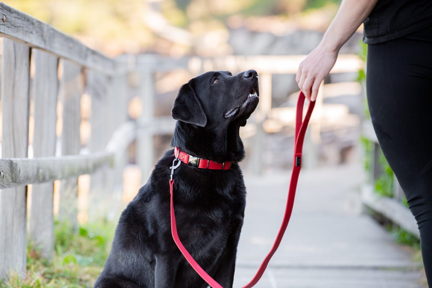 Fetching Ware Tuscany in Gunmetal Collars