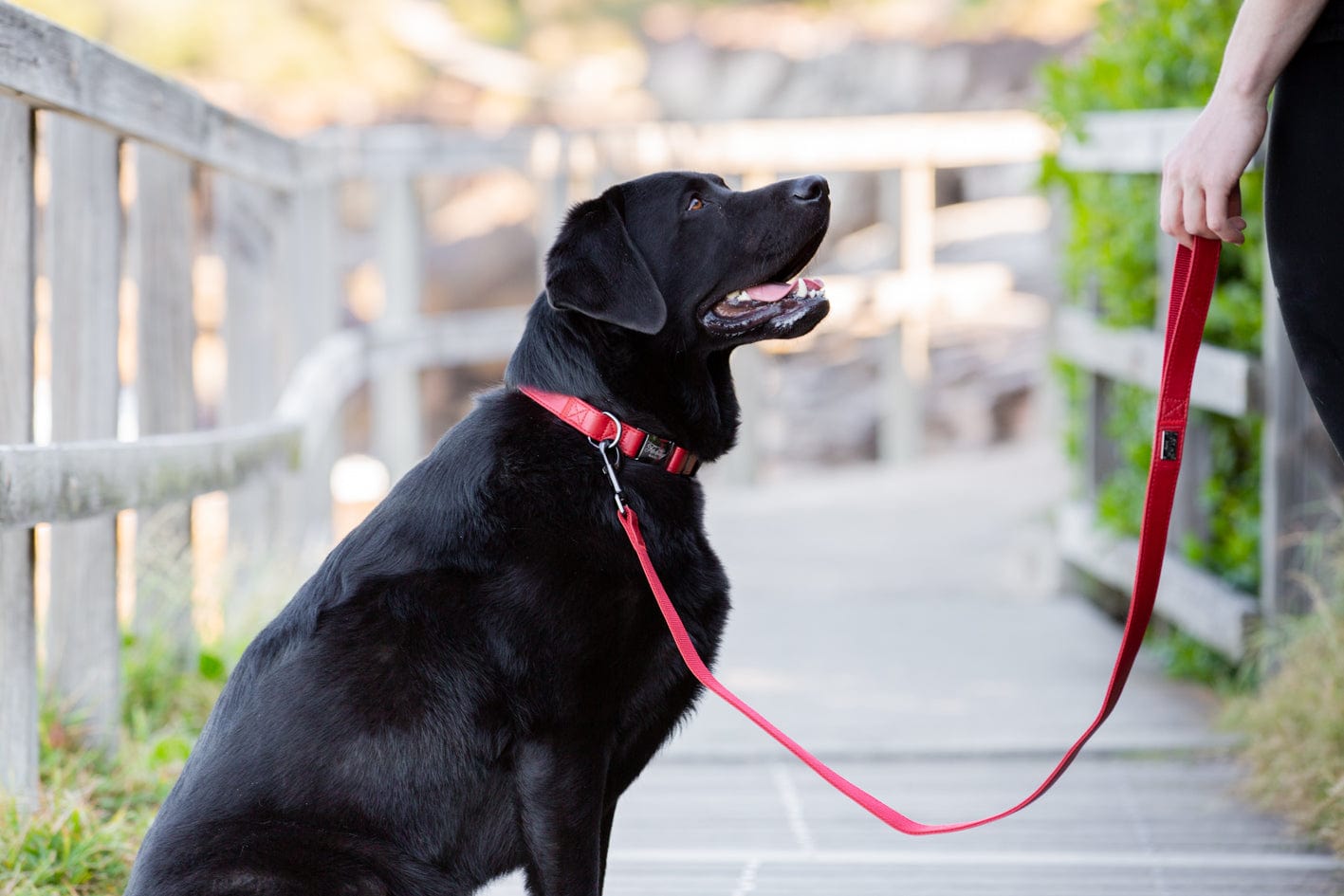 Fetching Ware Tuscany in Gunmetal Collars