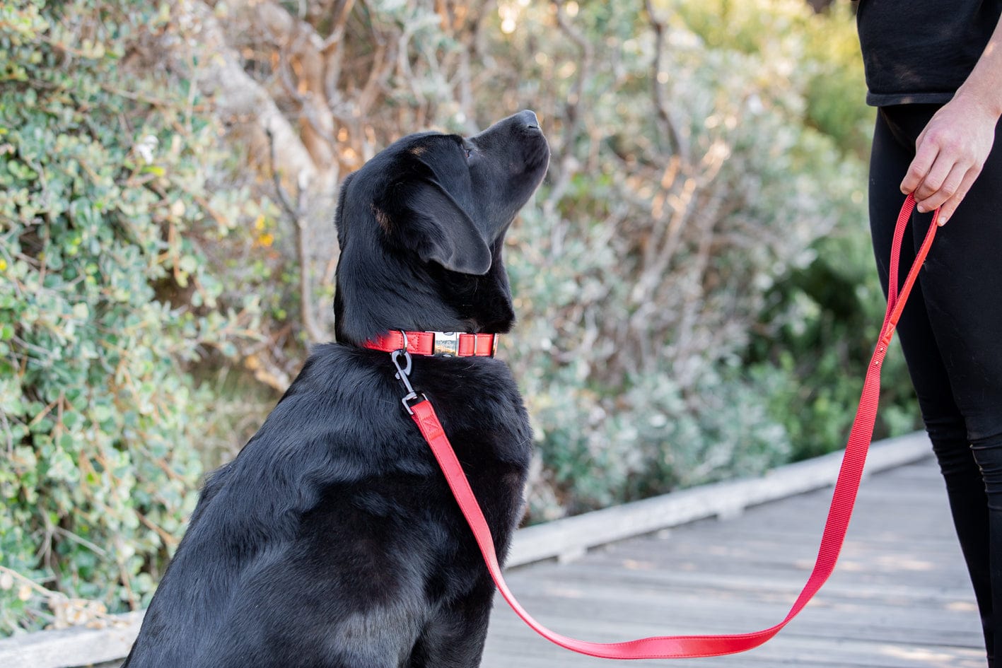 Fetching Ware Tuscany in Rose Gold Collars