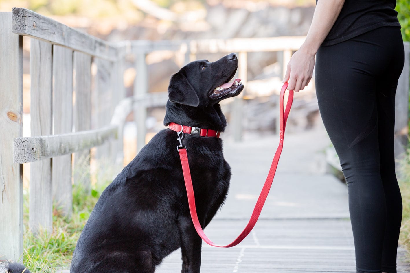 Fetching Ware Tuscany in Rose Gold Collars