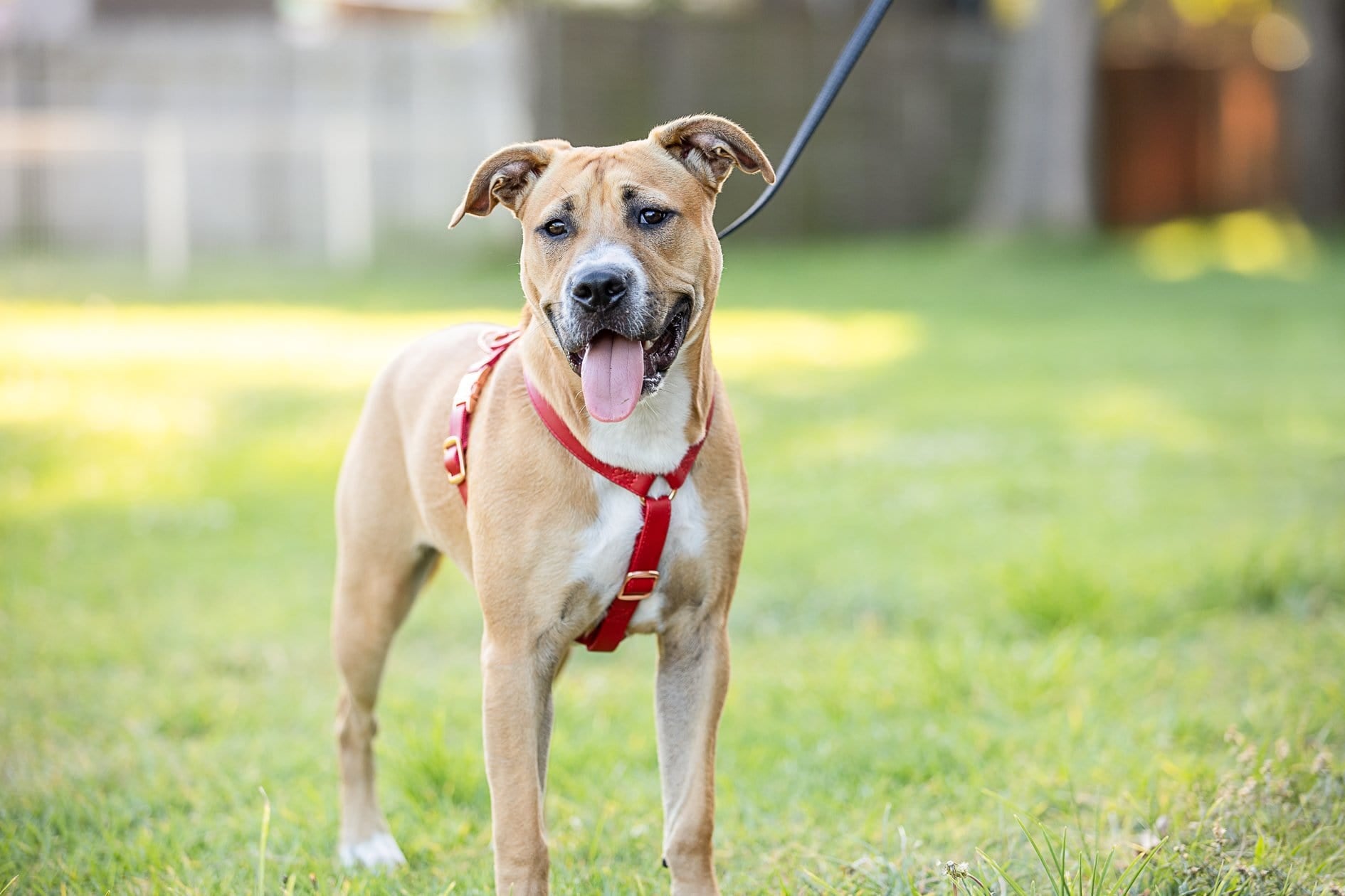 Fetching Ware Tuscany in Rose Gold Harness Harness