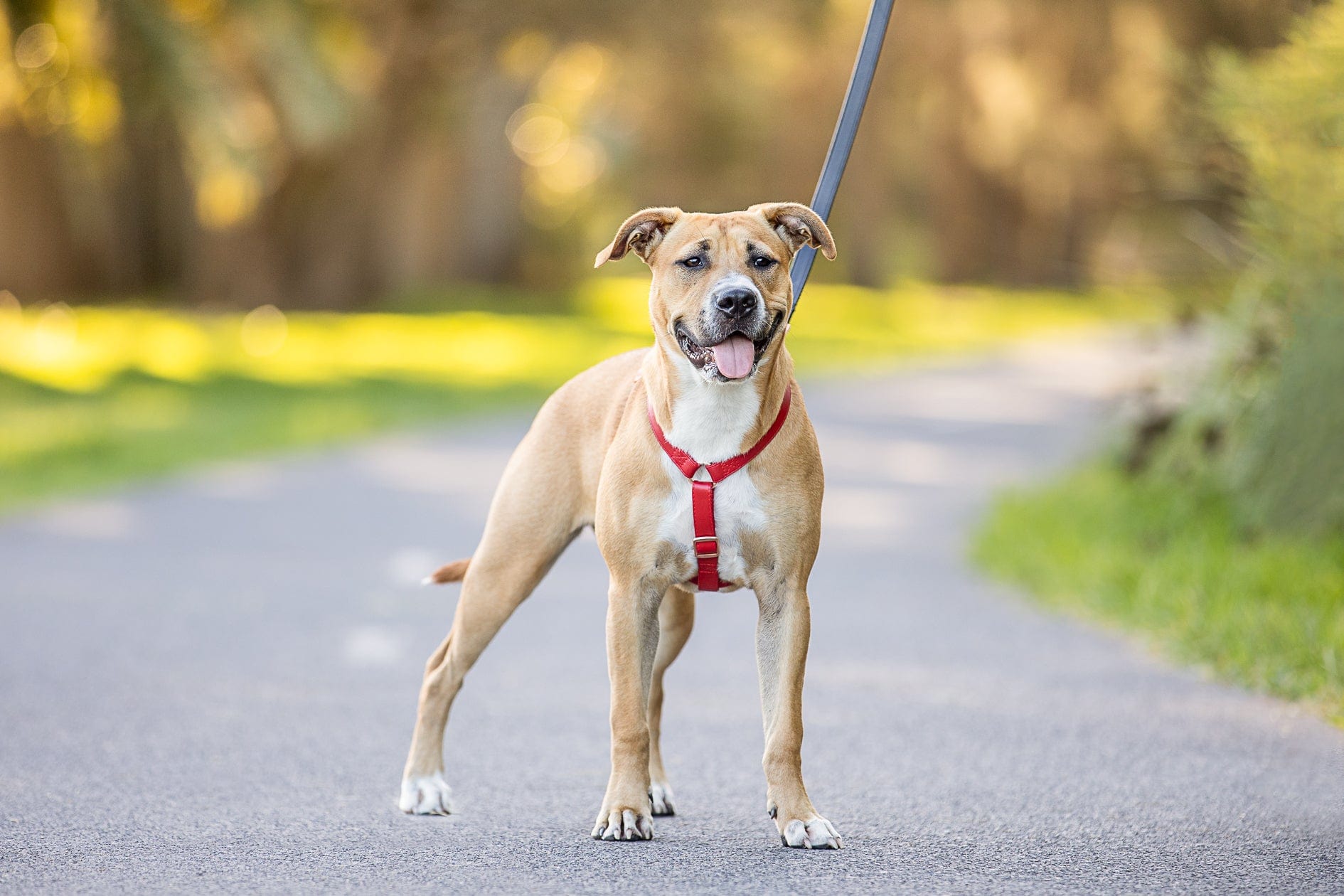 Fetching Ware Tuscany in Rose Gold Harness Harness