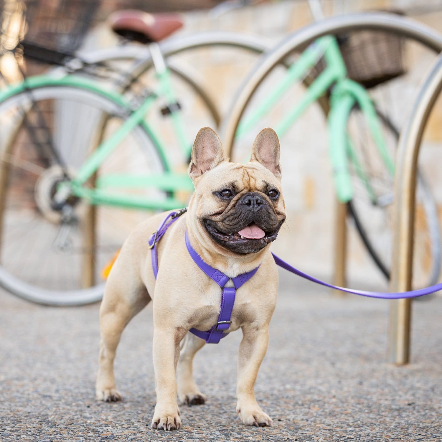 Fetching Ware Valentina in Rose Gold Harness Harness