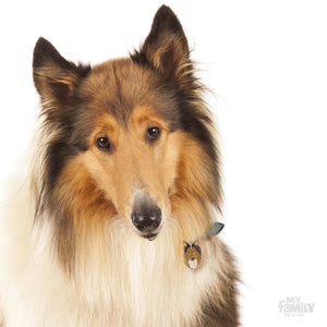 My Family Collie Dog I.D. Tags - 3B