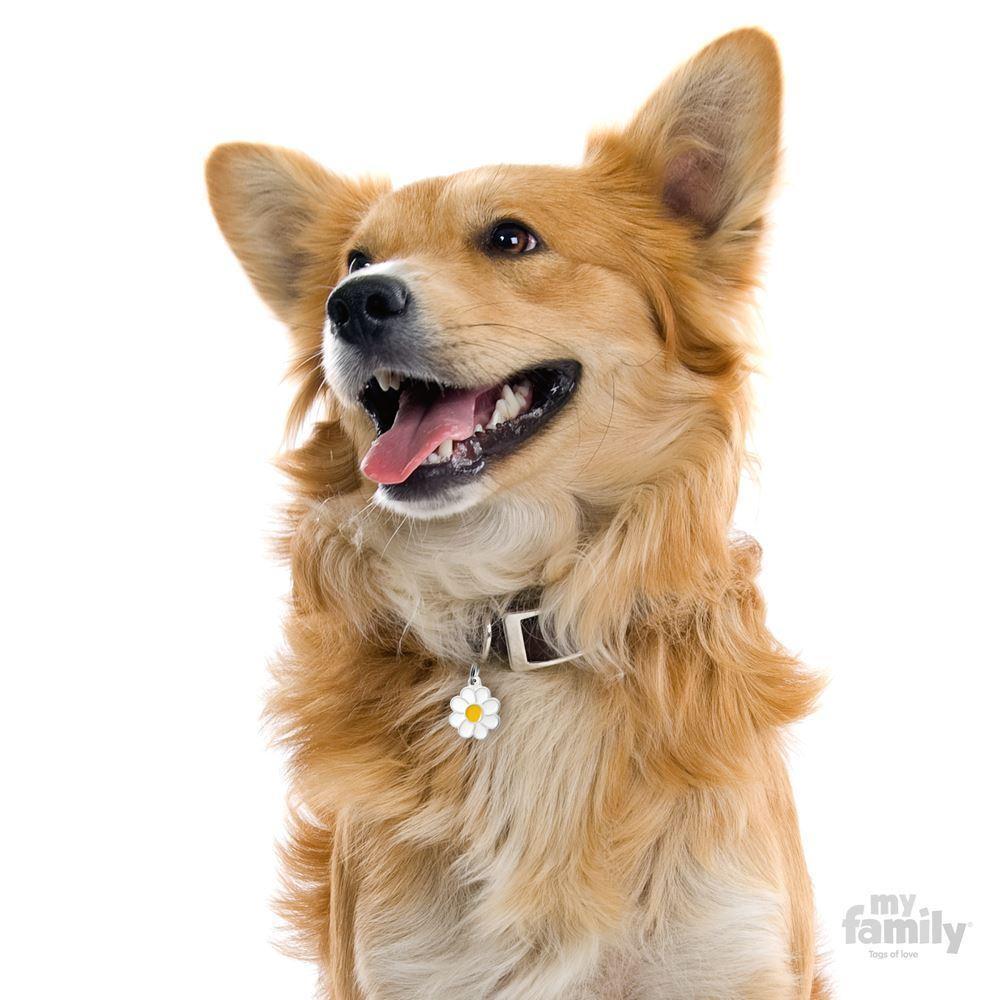 Animal clearance dog tags