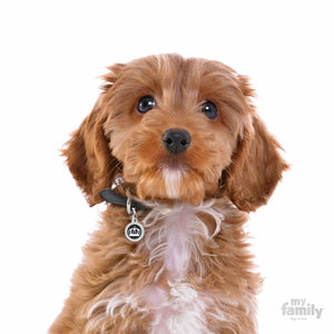 My Family Glam Black Crown Dog I.D. Tags - 2B